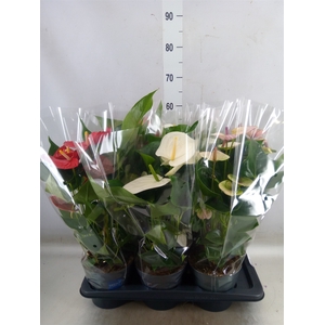 Anthurium   ...mix
