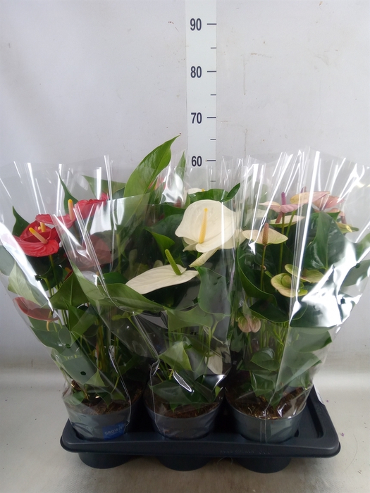 <h4>Anthurium   ...mix</h4>