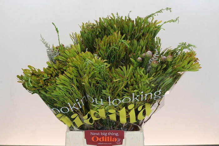 <h4>BQ Cape Greenmix</h4>