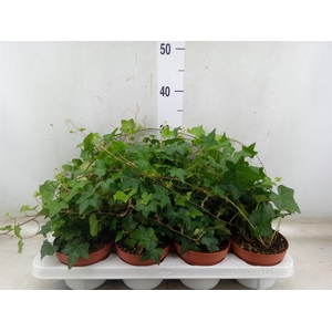 Hedera   ...green leafed