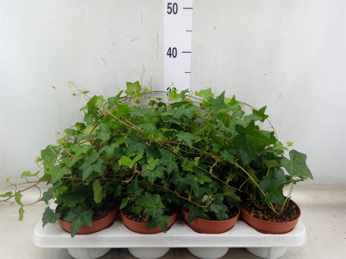 <h4>Hedera   ...green leafed</h4>