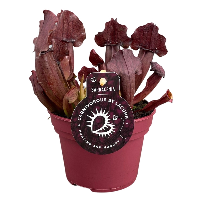 <h4>Sarracenia</h4>