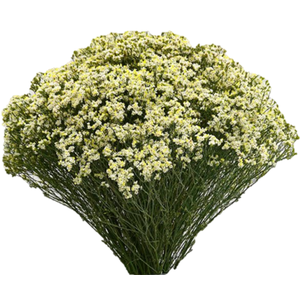 Lim S Limonium Piña Colada 70cm EC
