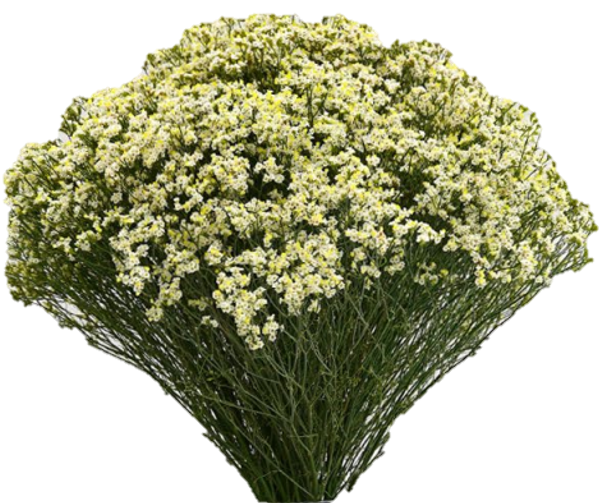 <h4>Lim S Limonium Piña Colada 70cm EC</h4>