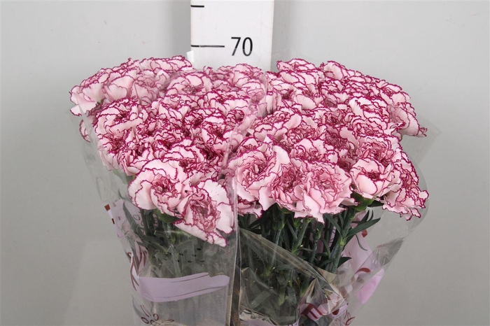 <h4>Di St Damascus</h4>