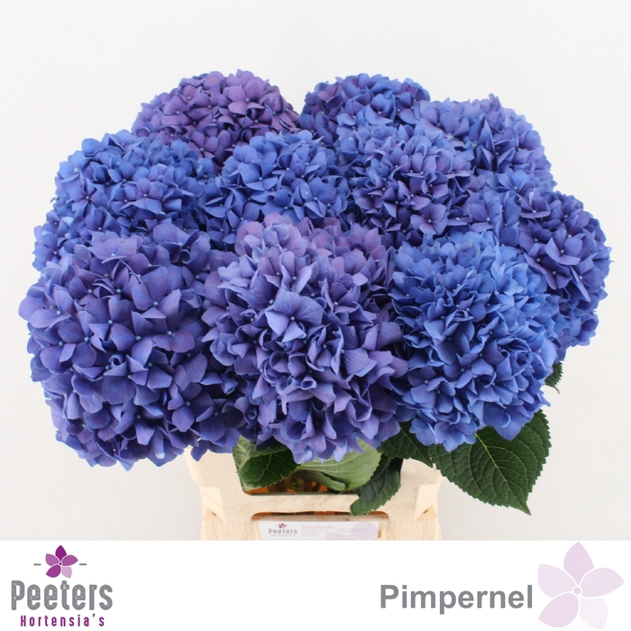 <h4>HYDR M CH PIMPERNEL</h4>