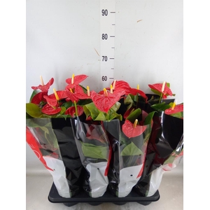 Anthurium andr. 'Madural'