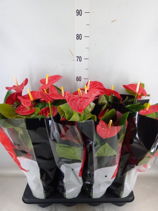 <h4>Anthurium andr. 'Madural'</h4>