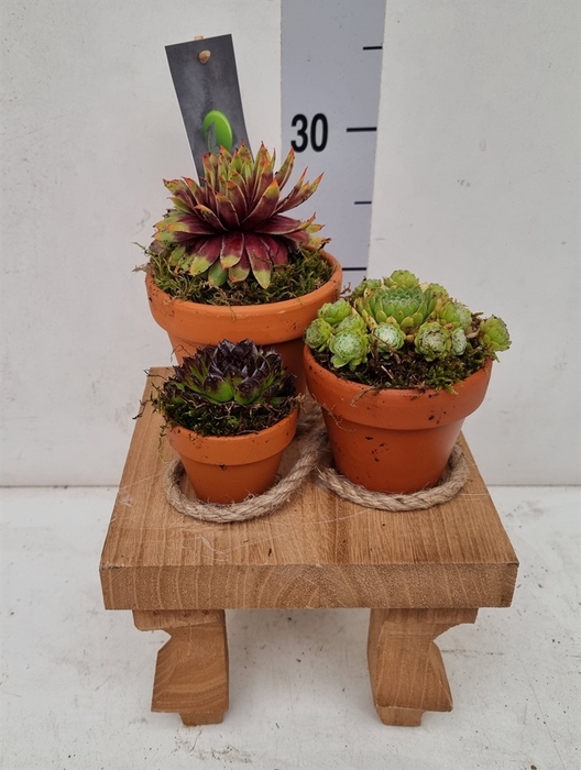 <h4>Arr.  Sempervivum H%</h4>