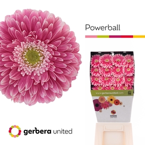 Ge Gr Pom Power Ball
