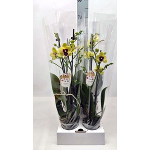 Phalaenopsis   ...