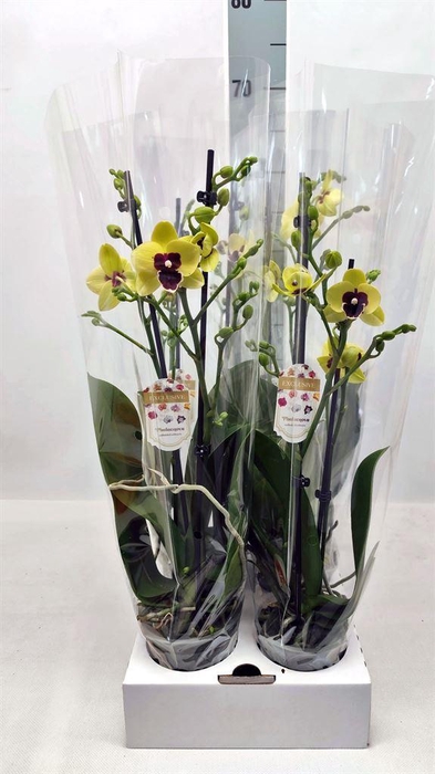 <h4>PHALAENOPSIS LIM 75 YELLOW DARK EYE</h4>