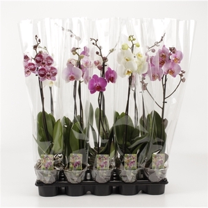 Phalaenopsis gemengd