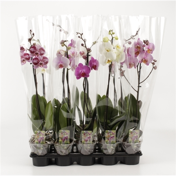 <h4>Phalaenopsis gemengd</h4>