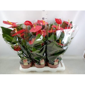 Anthurium andr. 'Idaho'