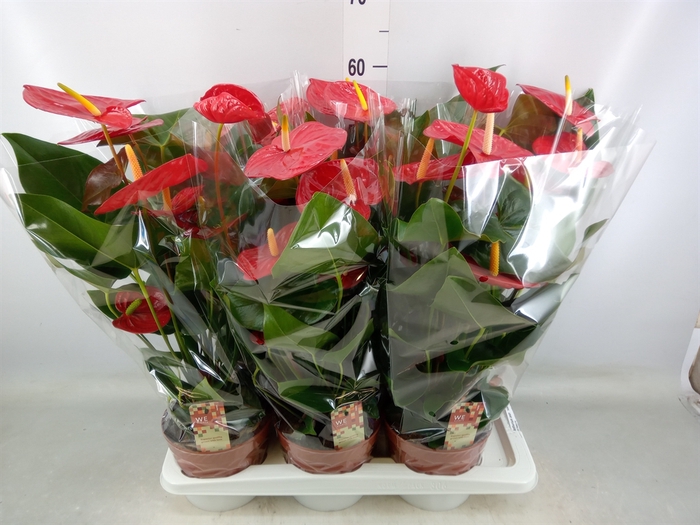 <h4>Anthurium andr. 'Idaho'</h4>