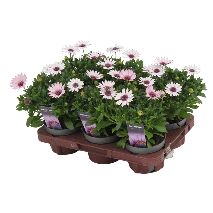 Osteospermum Quinty Decorum