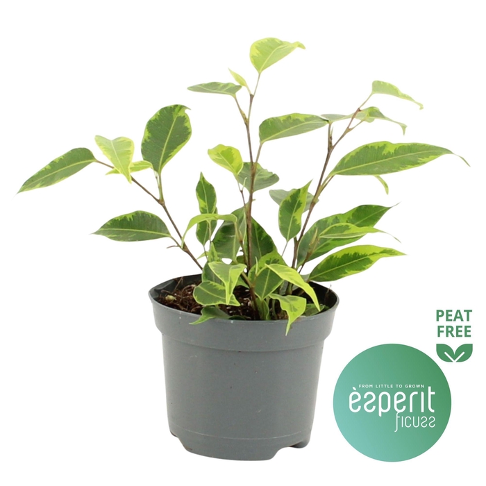<h4>Ficus benjamina Regidan®</h4>