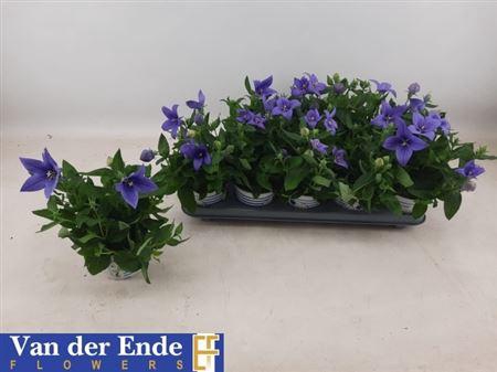 <h4>Platycodon grandiflorus 'Astra Blue'</h4>