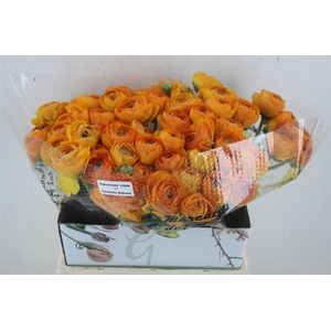 Ran Cloni Ex Solaris