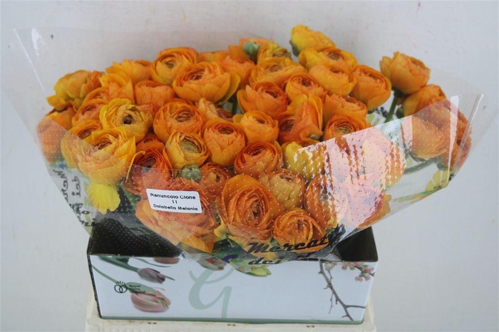 <h4>Ran Cloni Ex Solaris</h4>