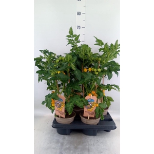 Solanum lycopersicum   ...