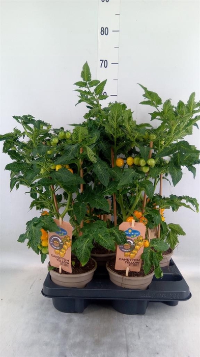 <h4>Solanum lycopersicum   ...</h4>