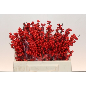Ilex Rood