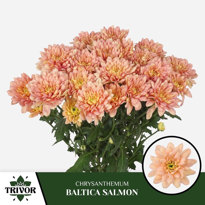 <h4>CHR T BALTICA SALMON</h4>