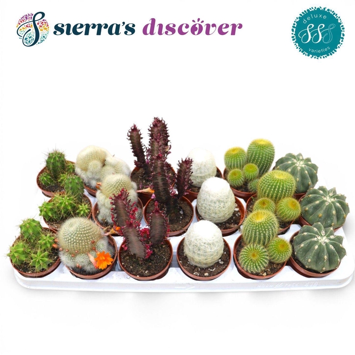 <h4>Discover® - Santiago Cactus Mix (Deluxe)</h4>