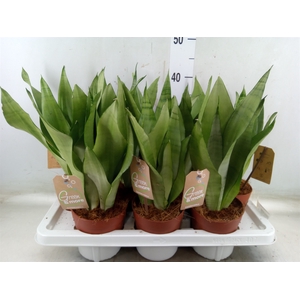 Sansevieria trifa. 'Moonshine'