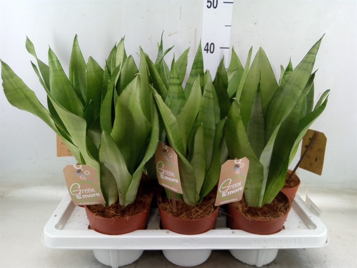 <h4>Sansevieria trifa. 'Moonshine'</h4>