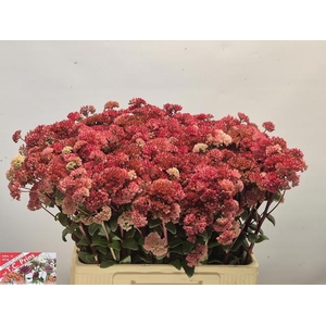 Sedum Magical Lizzy