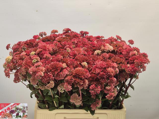 <h4>Sedum Magical Lizzy</h4>