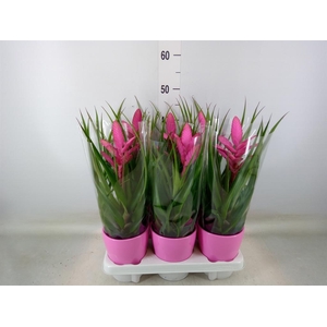 Tillandsia  'Antonio'