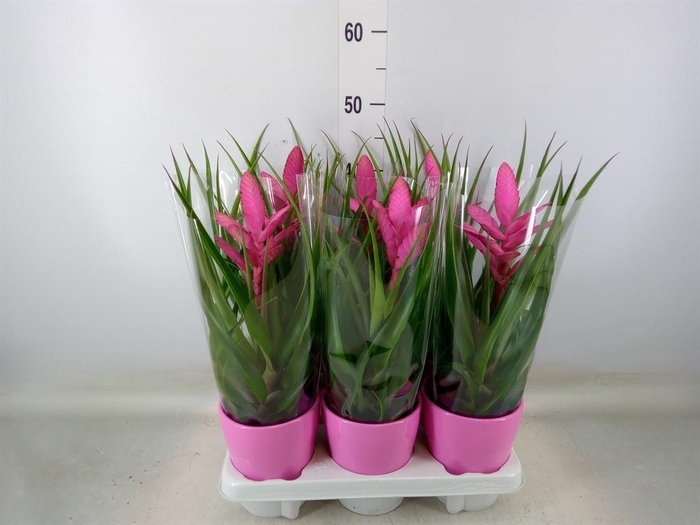 <h4>Tillandsia 'Antonio'</h4>