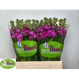 MATTH STOX DEEP ROSE