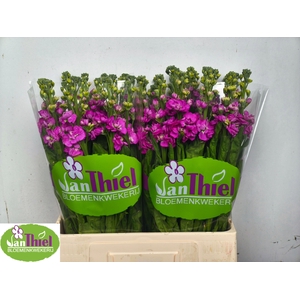 MATTH STOX DEEP ROSE