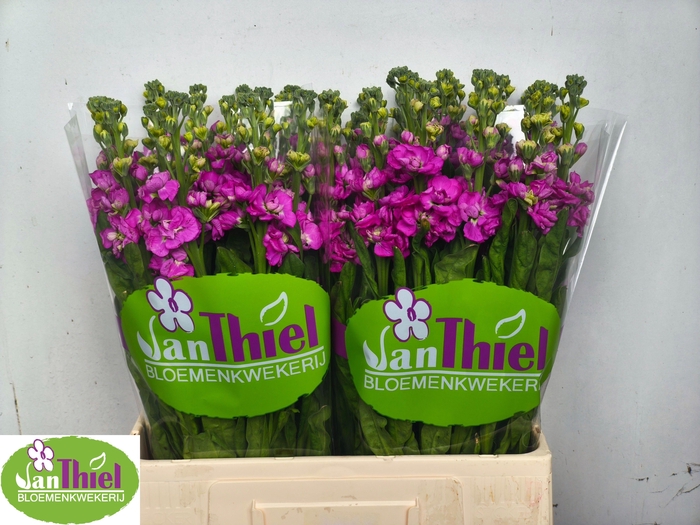 <h4>MATTH STOX DEEP ROSE</h4>