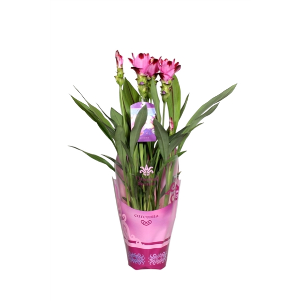 <h4>Curcuma Splash Potcover</h4>