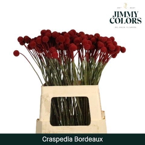 Craspedia L60 Bordeaux