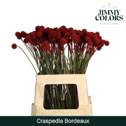 <h4>Craspedia L60 Bordeaux</h4>