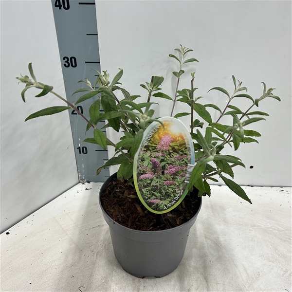 <h4>Buddleja dav. 'Pink Delight'</h4>