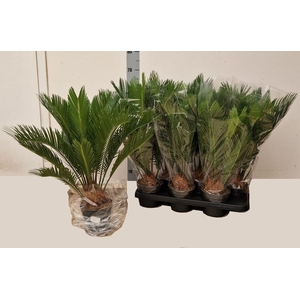 CYCAS REVOLUTA