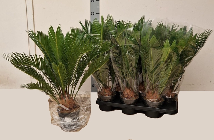 <h4>CYCAS REVOLUTA</h4>