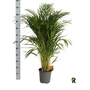 DYPSIS LUTESCENS