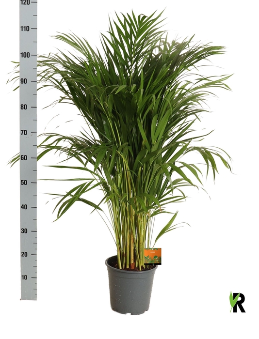 <h4>DYPSIS LUTESCENS</h4>