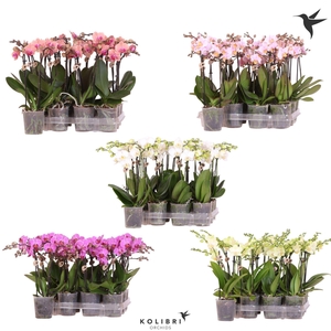 Kolibri Orchids Phalaenopsis Diverse 2 spike no etiket