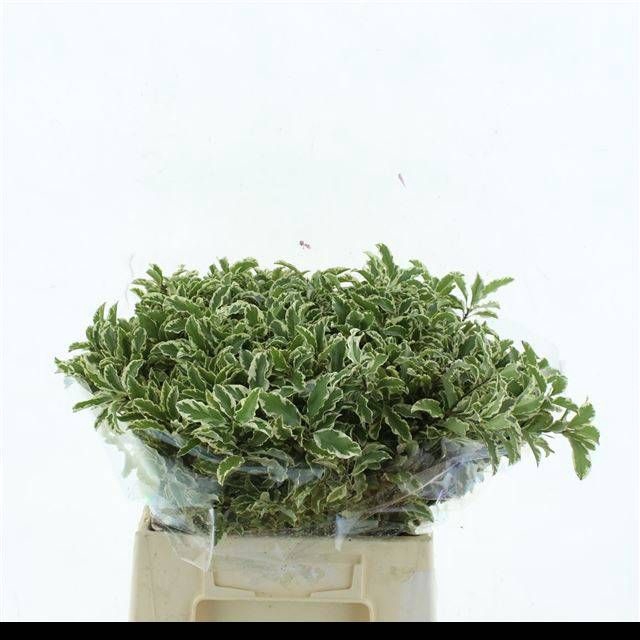<h4>PITTOSPORUM BS</h4>
