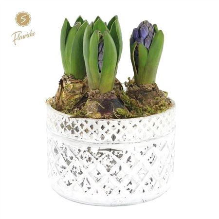 <h4>Hyacinth Mix 9943 Bloom 3pp</h4>